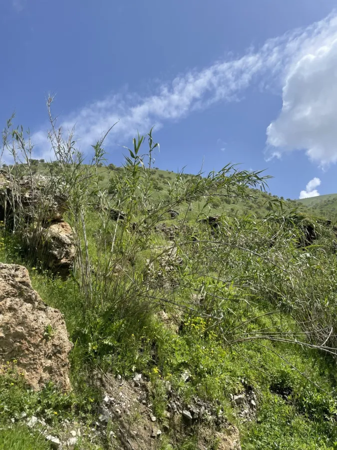Arundo donax