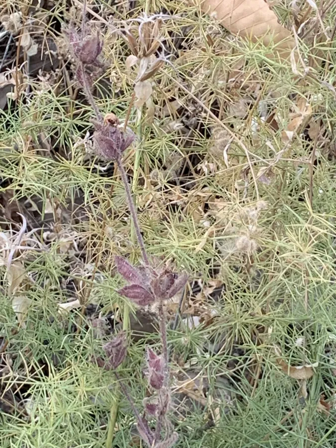 Asparagus verticillatus