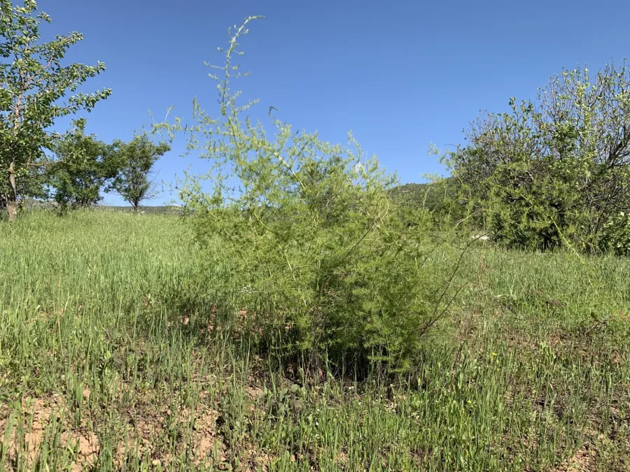 Asparagus verticillatus