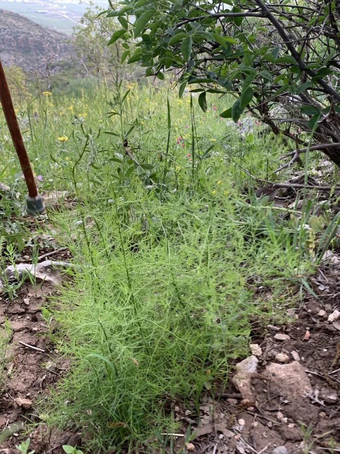 Asparagus verticillatus