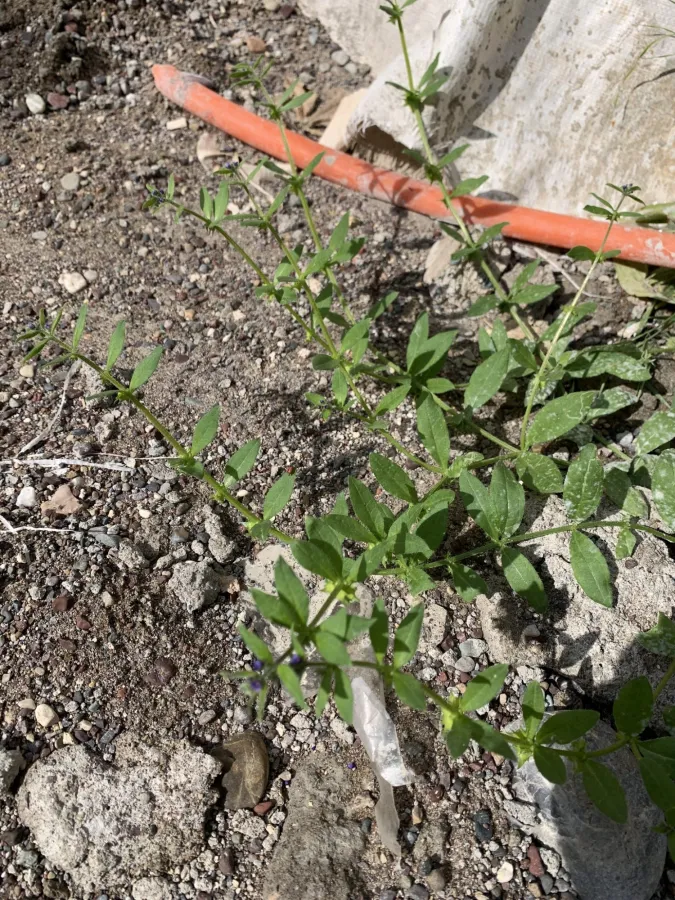 Asperugo procumbens