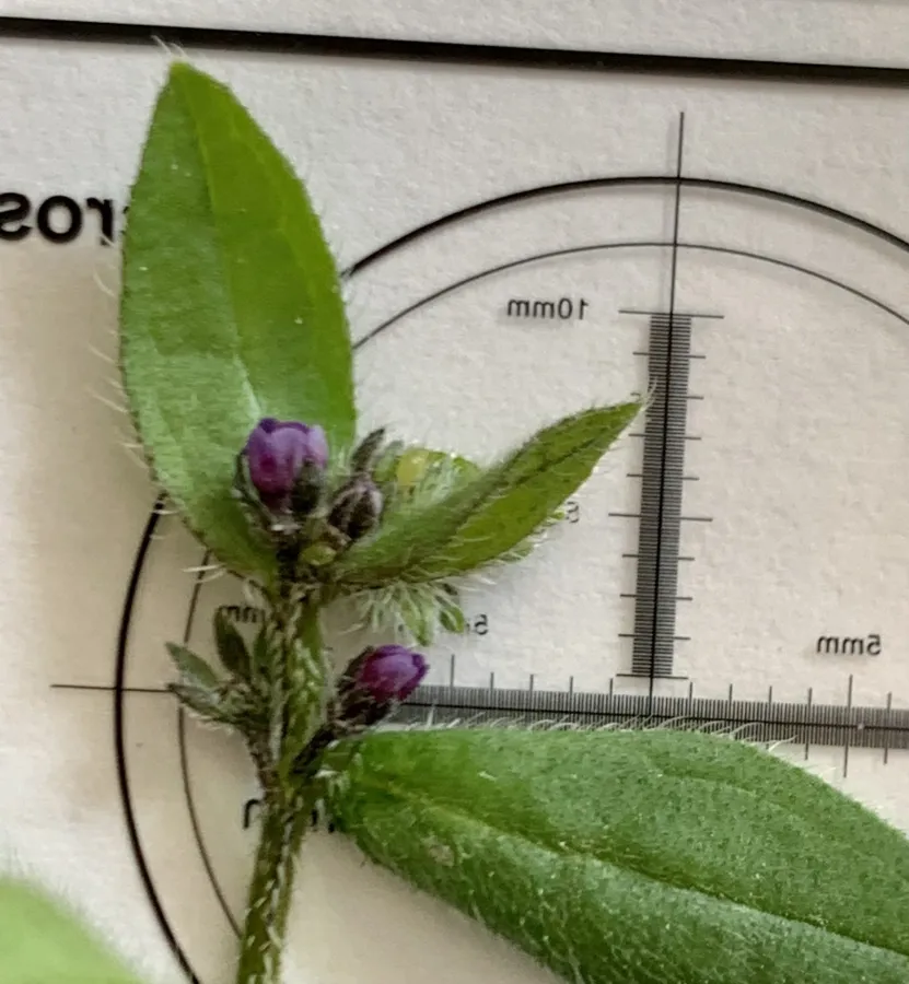 Asperugo procumbens