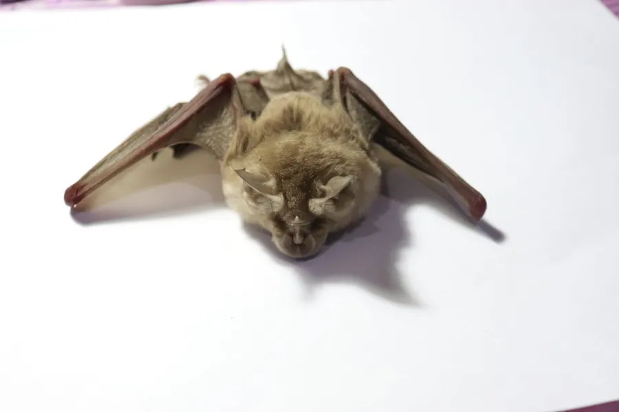 Greater Horseshoe Bat