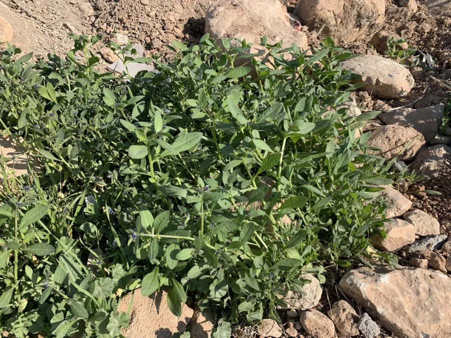 Asperugo procumbens