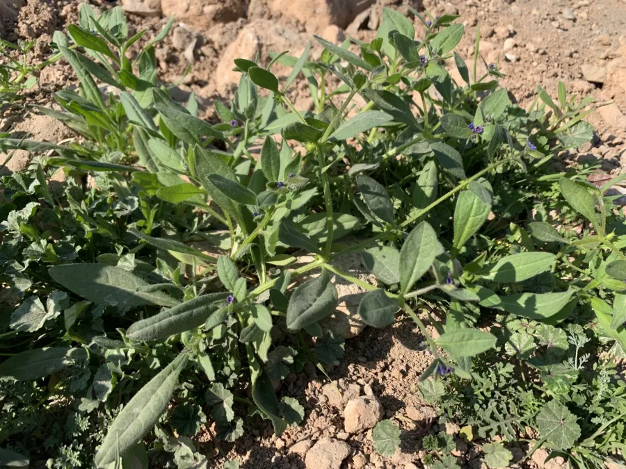 Asperugo procumbens
