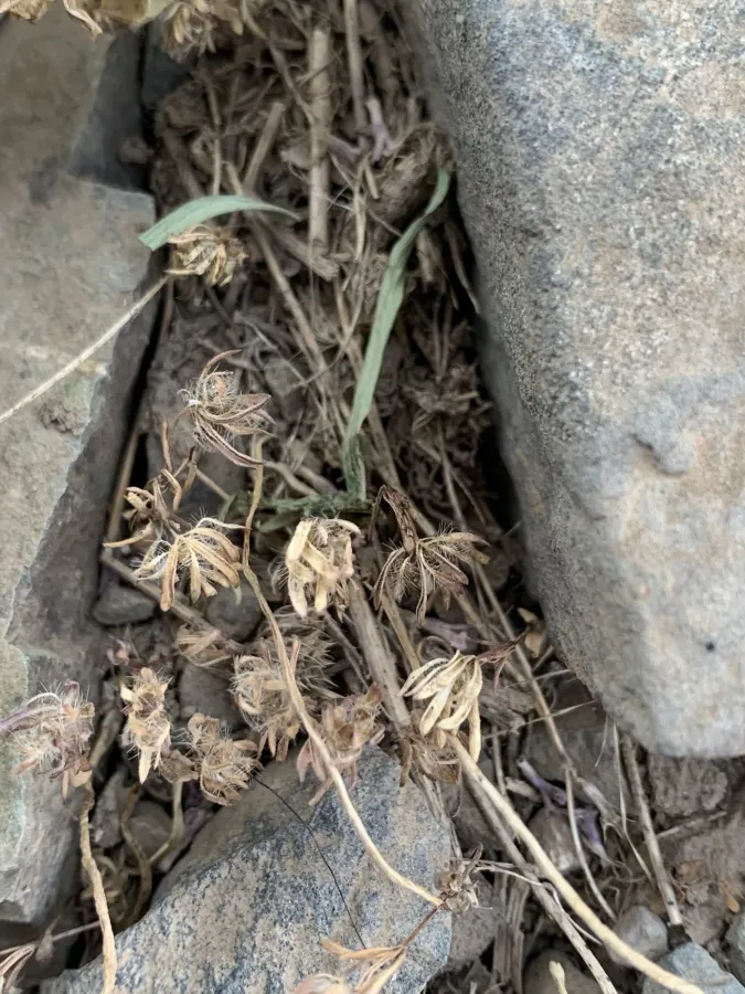 Asperula arvensis
