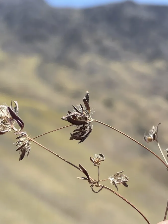 Asperula arvensis