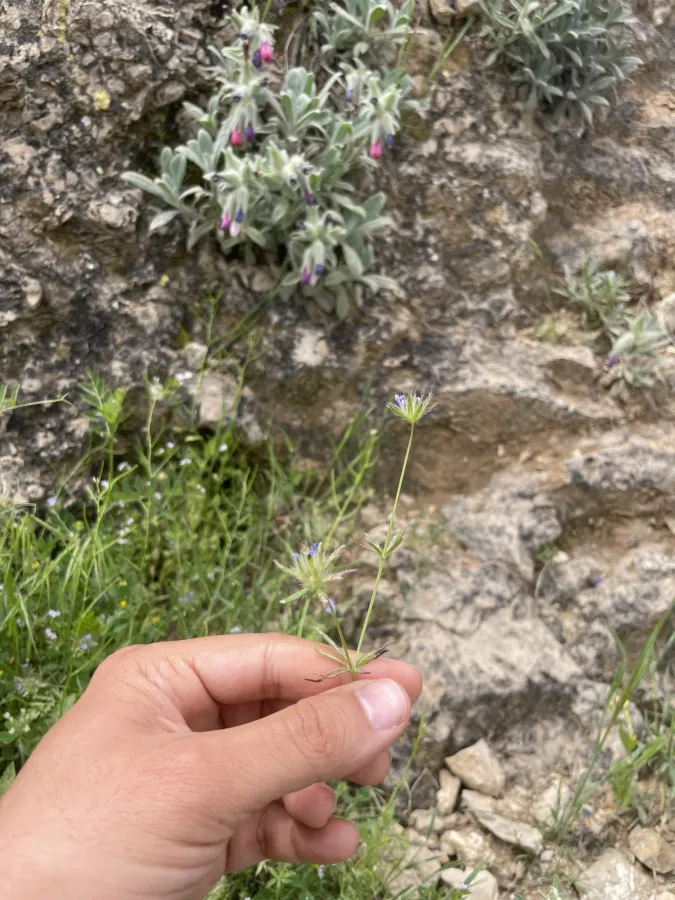 Asperula arvensis