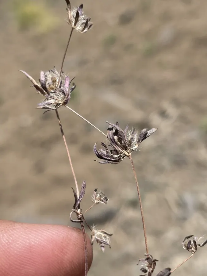 Asperula arvensis