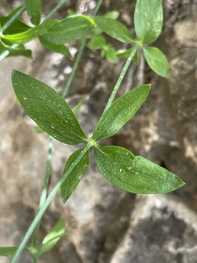 Asperula asterocephala