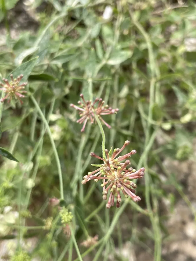 Asperula asterocephala