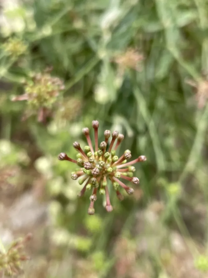 Asperula asterocephala