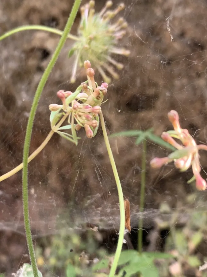 Asperula comosa