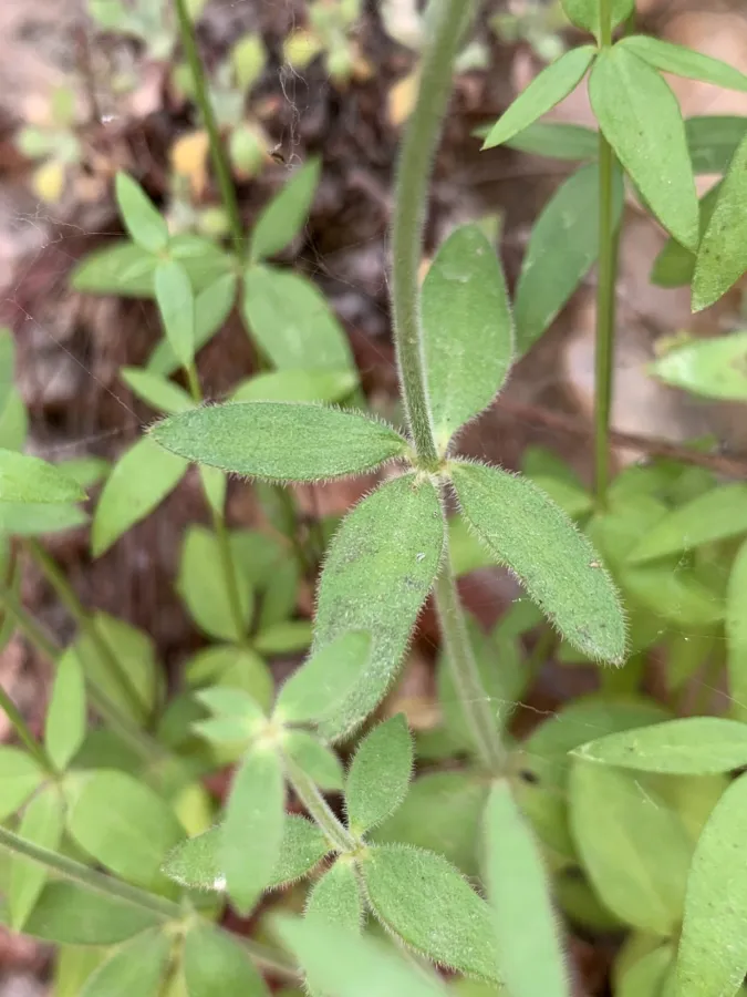 Asperula comosa