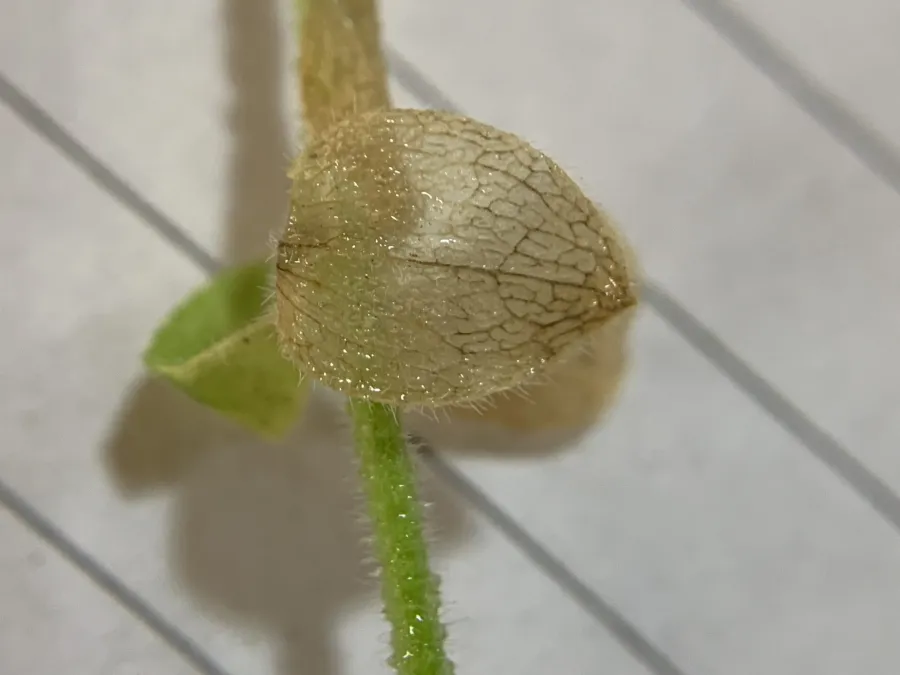 Asperula comosa
