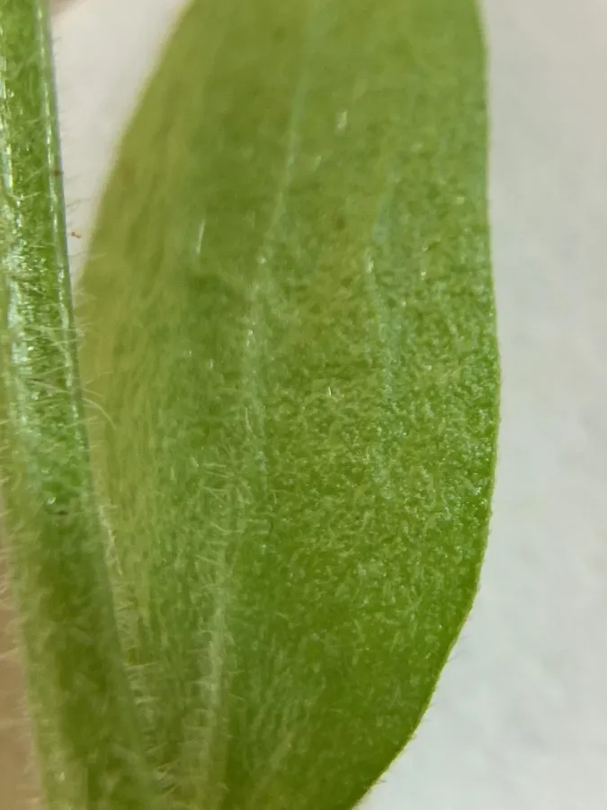 Asperula comosa