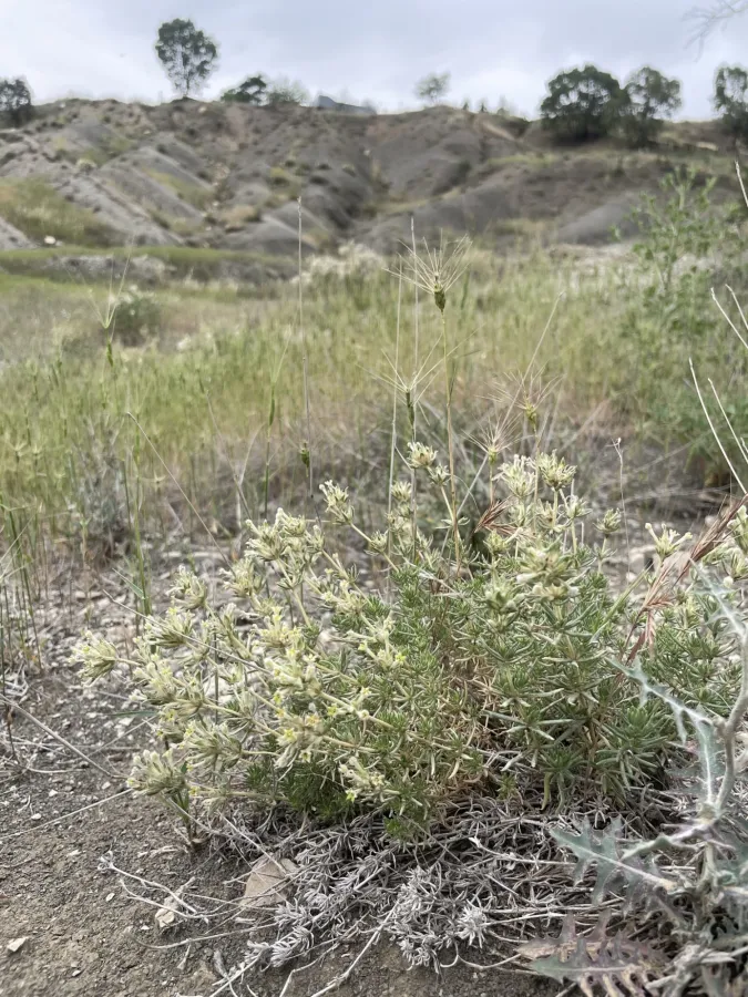 Asperula glomerata