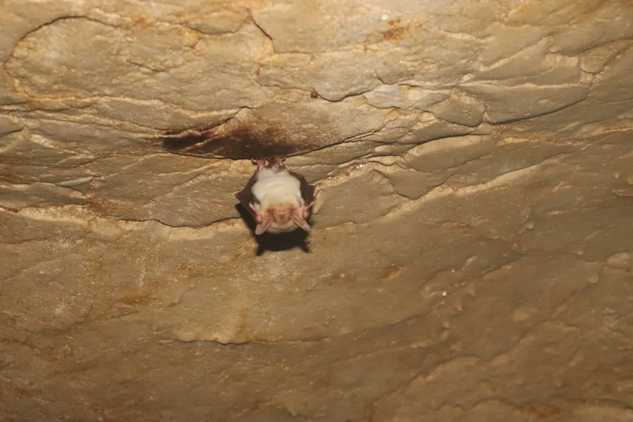 Lesser Mouse-eared bat