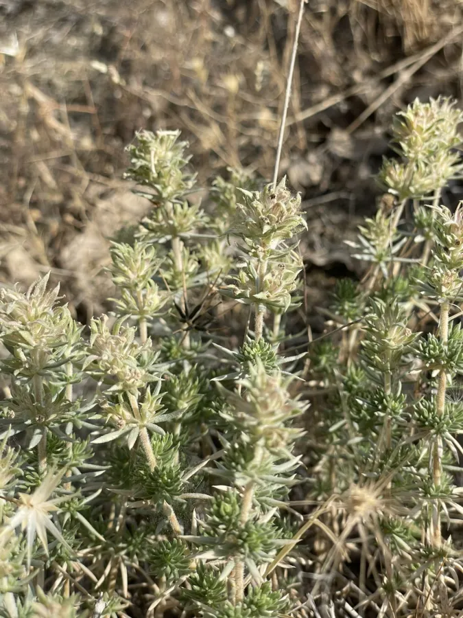 Asperula glomerata
