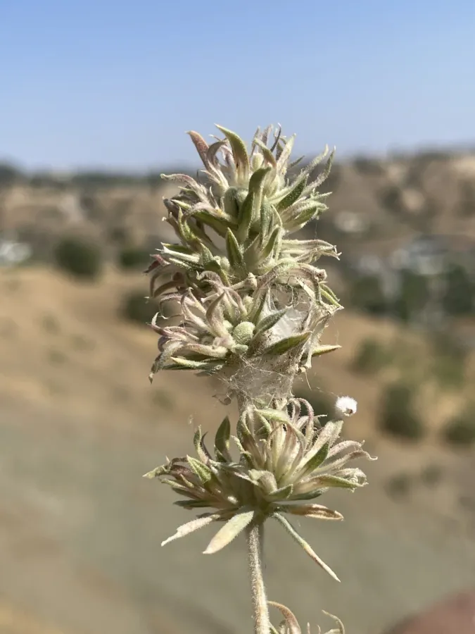 Asperula glomerata