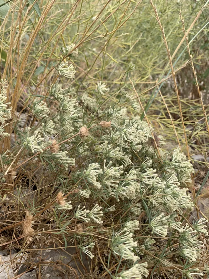 Asperula insignis