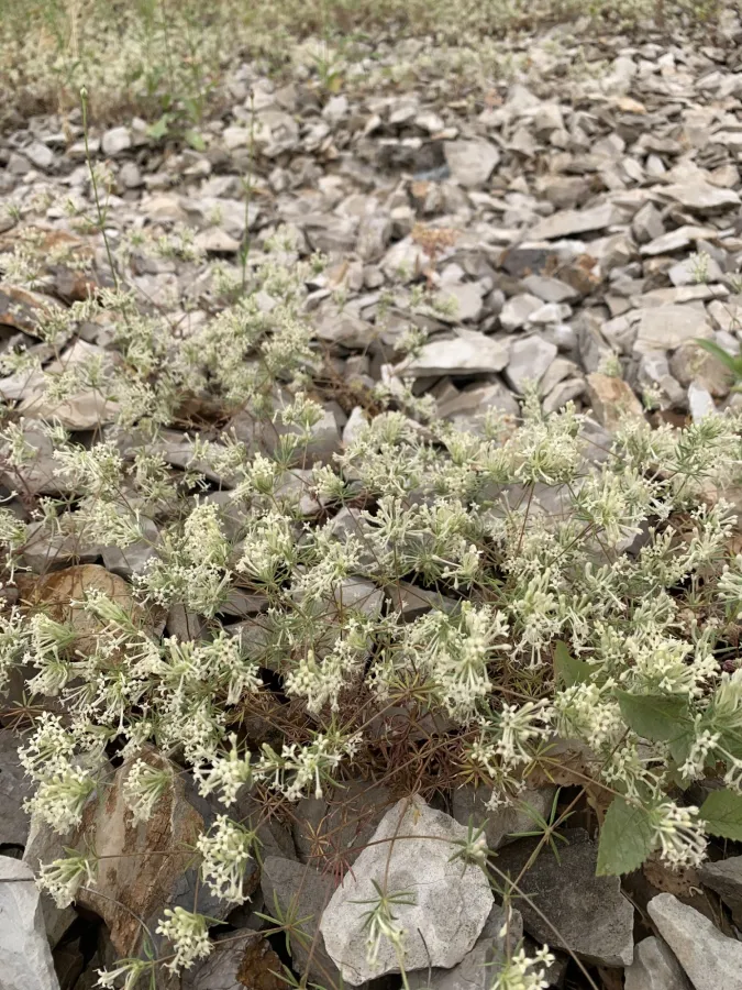 Asperula insignis