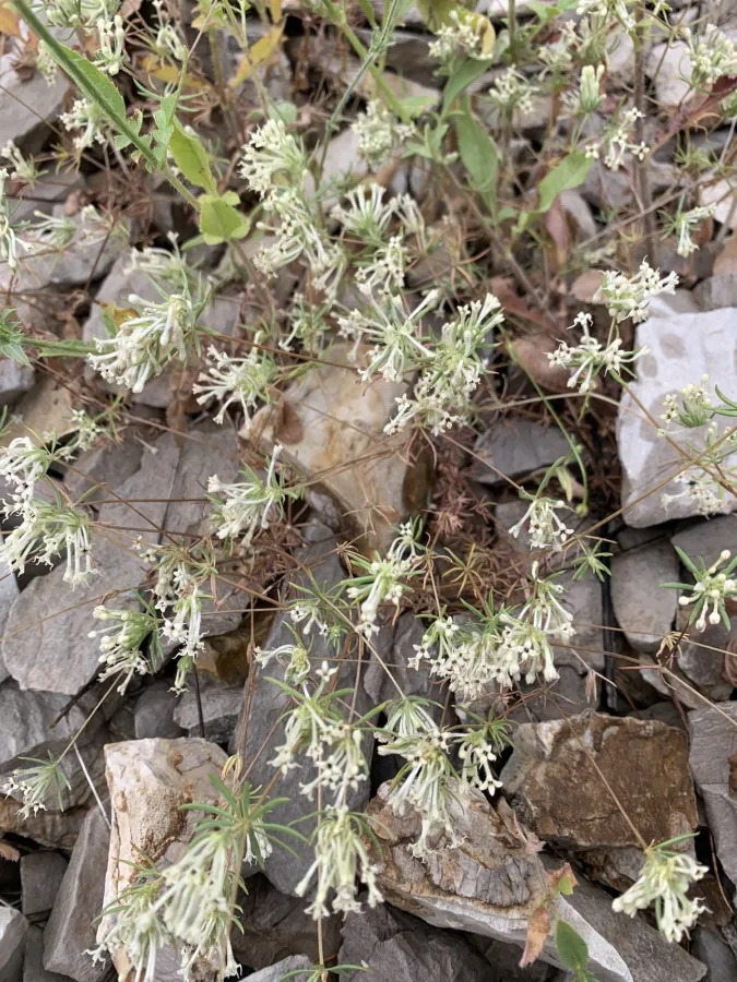 Asperula insignis