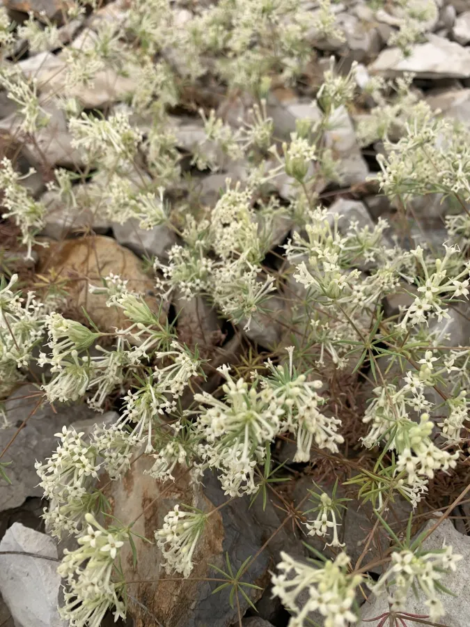 Asperula insignis
