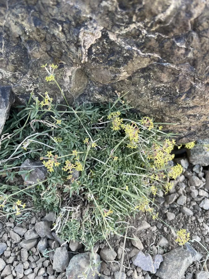 Asperula prostrata