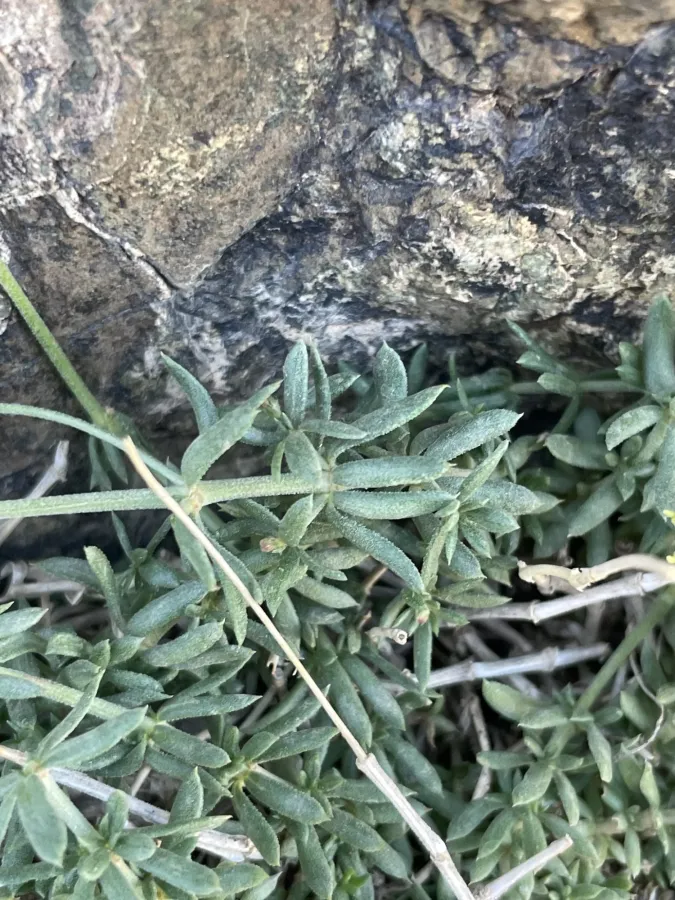 Asperula prostrata