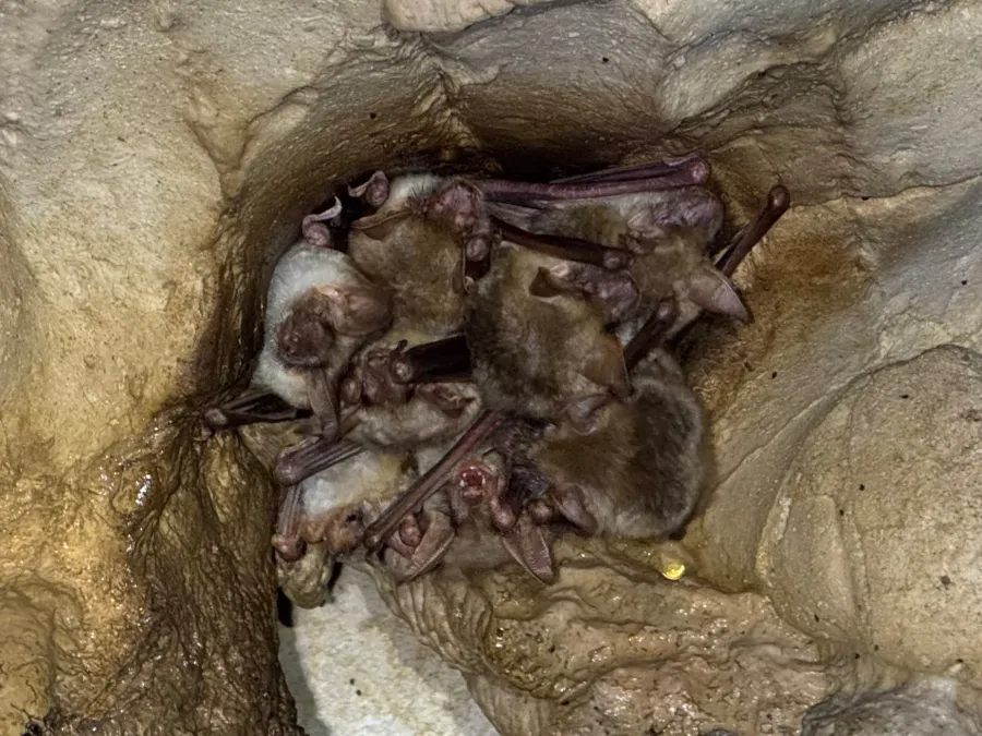 Lesser Mouse-eared bat