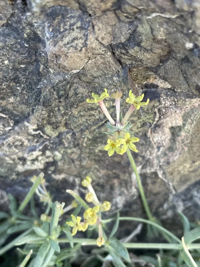 Asperula prostrata