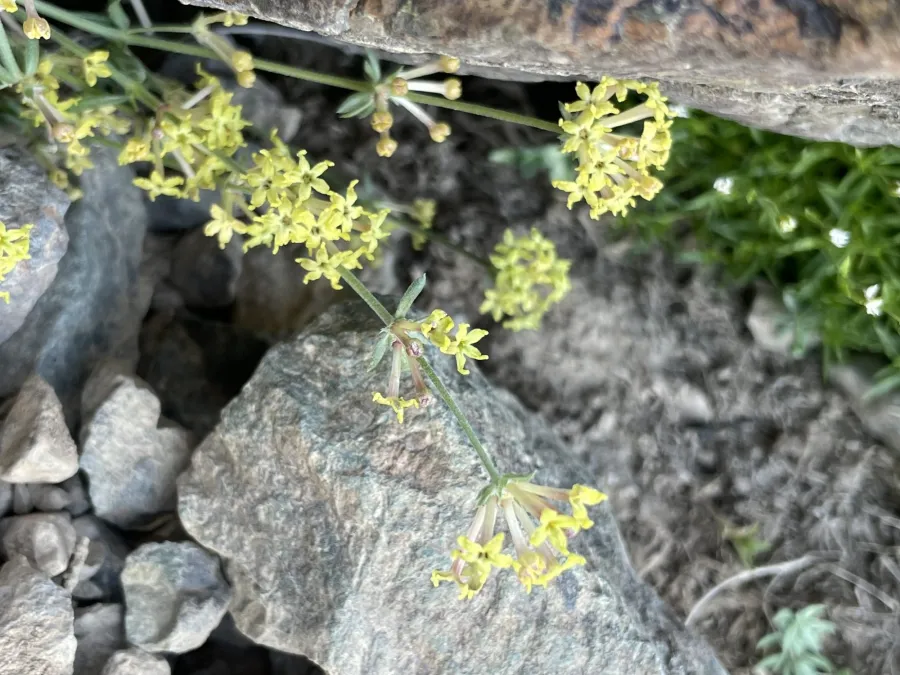 Asperula prostrata