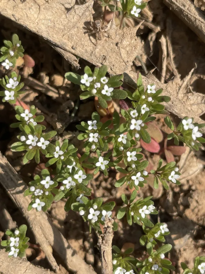 Asperula setosa