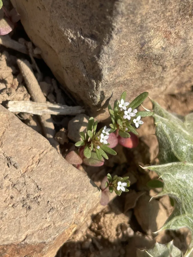 Asperula setosa