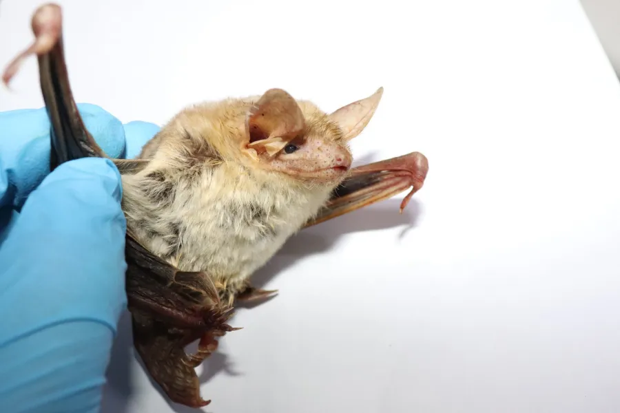 Lesser Mouse-eared bat