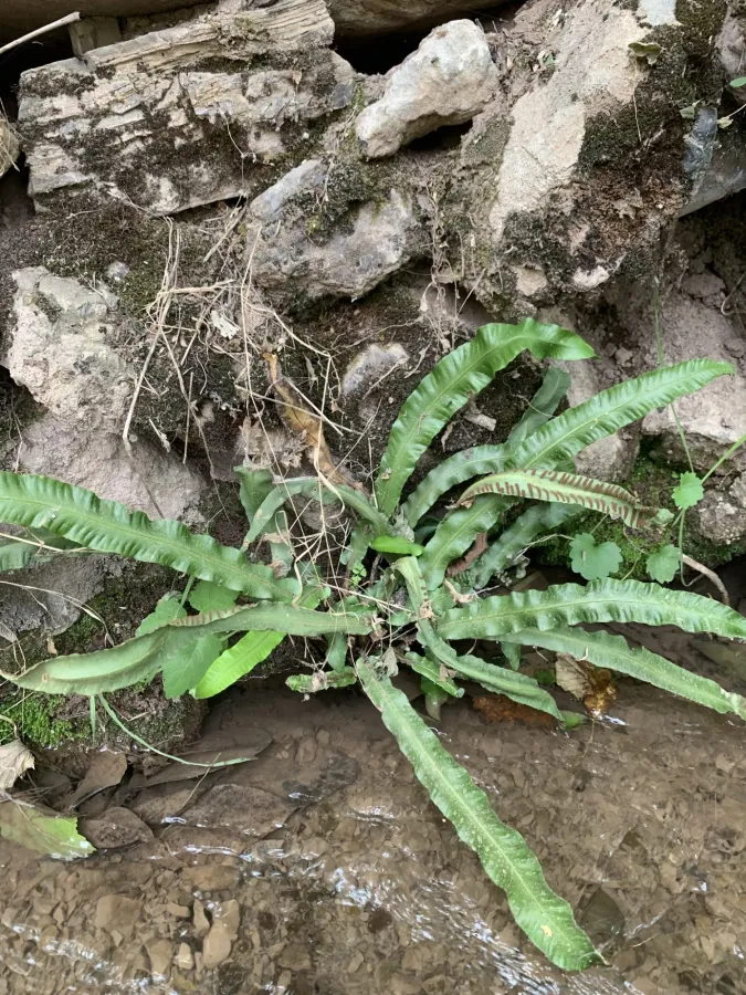 Asplenium scolopendrium