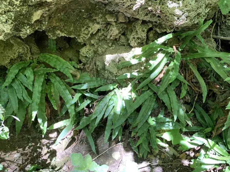 Asplenium scolopendrium