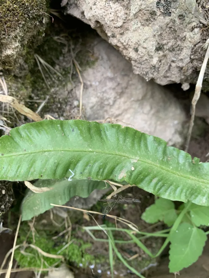 Asplenium scolopendrium