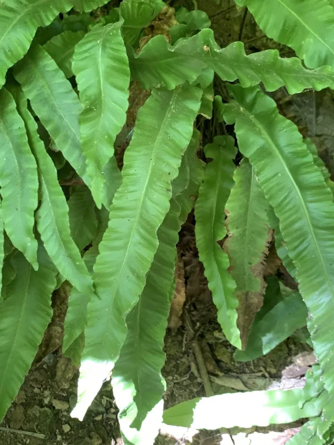 Asplenium scolopendrium