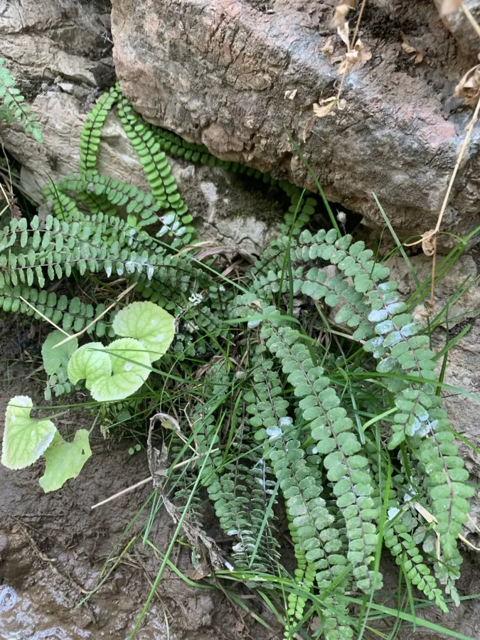 Asplenium trichomanes
