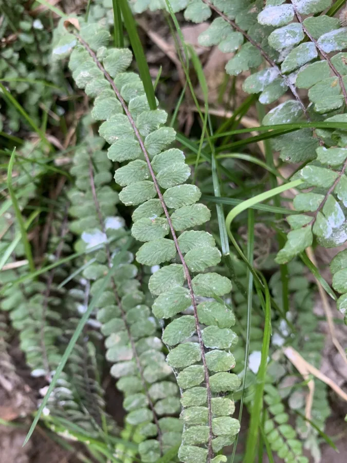 Asplenium trichomanes