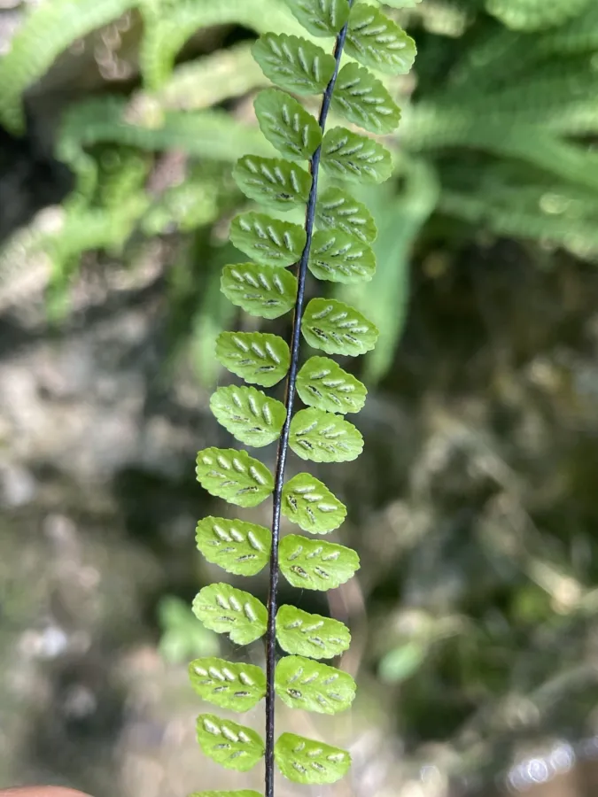 Asplenium trichomanes