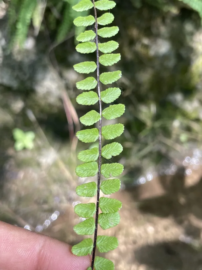 Asplenium trichomanes