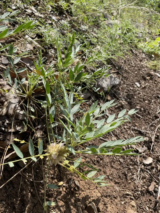 Astragalus amblolepis