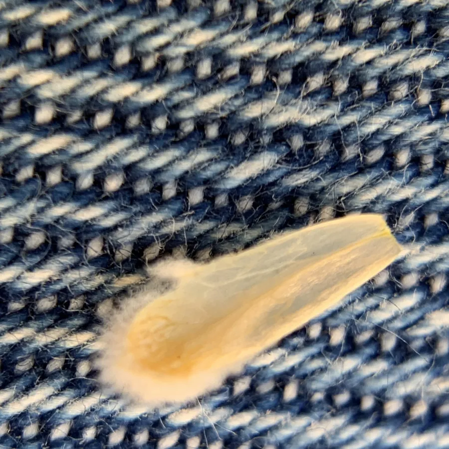 Astragalus amblolepis