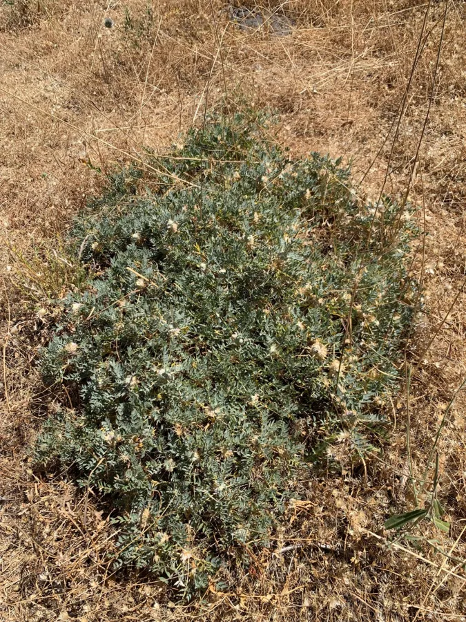 Astragalus amblolepis