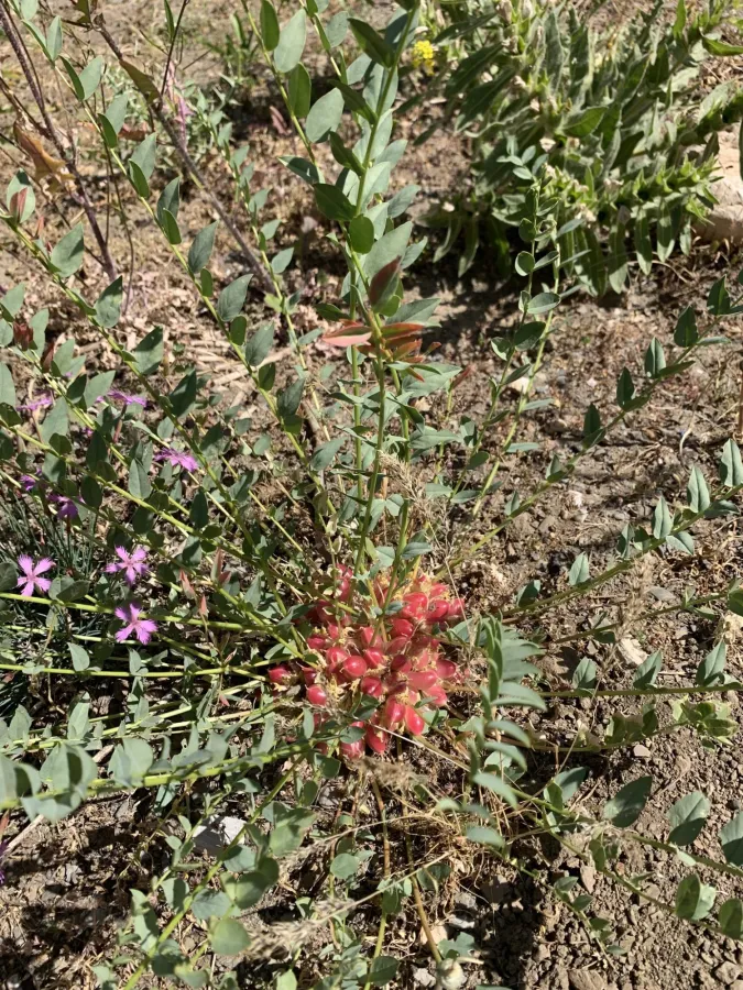 Astragalus angustiflorus
