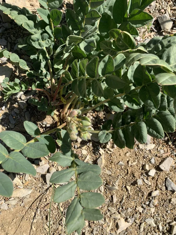 Astragalus angustiflorus