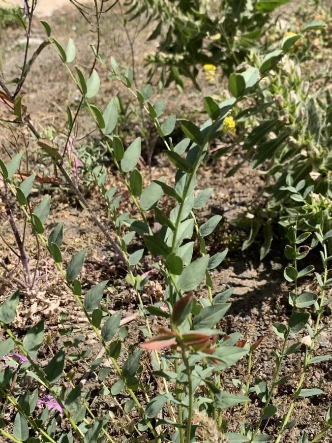 Astragalus angustiflorus